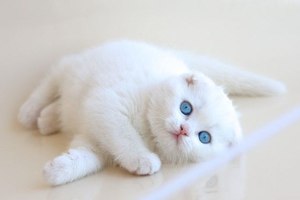 Шотландская вислоухая роскошная белая кошка