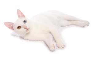 Порода Као Мани белая кошка с разноцветными глазами фото