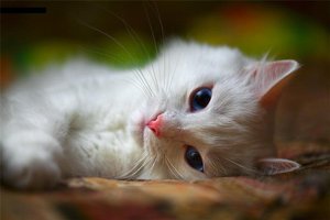 Белая кошка-лентяйка