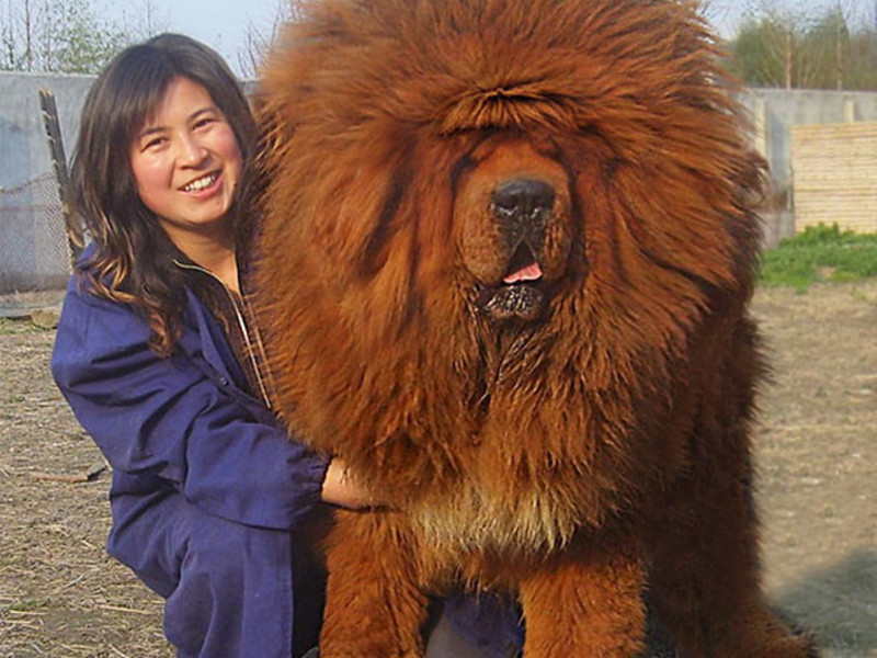 Какие породы собак самые большие