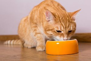 Аппетит у кошки