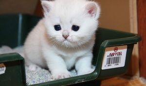 Белый котенок на лотке
