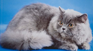 Британские длинношёрстные кошки имеют один стандарт породы