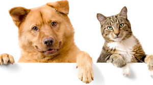 Лигофол для кошек и собак применение