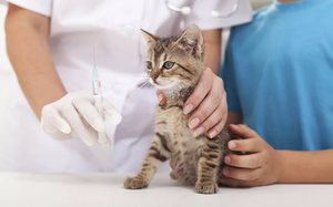 Какие прививки нужно делать котятам