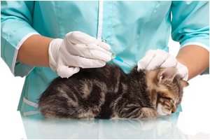 Первая прививка для котенка