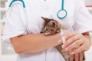 Побочные эффекты  вакцинации кошек