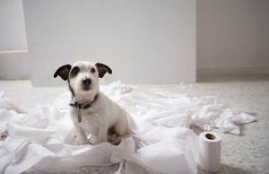 Собака и туалетная бумага