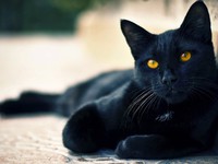 Имена для черных котов