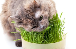 Кошка с удовольствием ест траву 