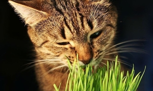 Кот ест зеленую траву 