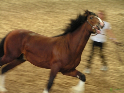 Тяжеловозные породы лошадей и чем примечательны такие кони, внешнее описаниетяжеловозов