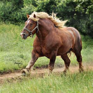 Советский тяжеловоз — описание и характеристики породы, применение ивозможности лошадей