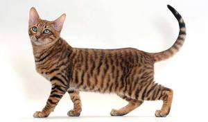 Тигровая кошка: описание