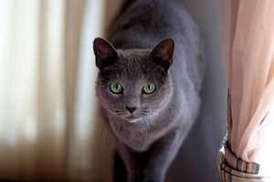 Русская голубая кошка: описание