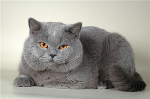 Взрослый британский кот фото