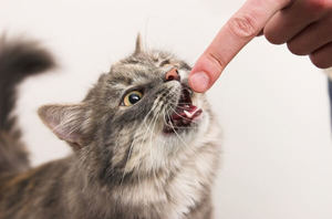Как быстро отучить кота кусаться