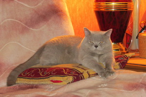 Британский короткошерстный кот отдыхает на подушке