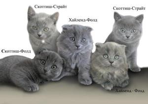 Разнообразные шотландские котята