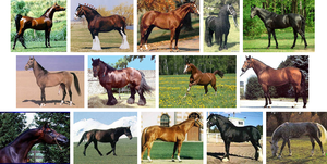 Разнообразие видов лошадей фото