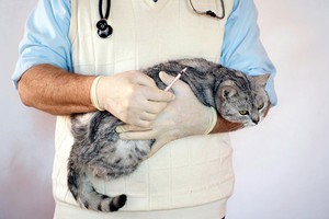 Болезнь у кота-цистит  и её лечение