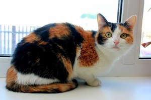 Трёхцветная кошка в квартире