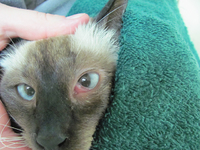 Лечение хламидиоза у кошек