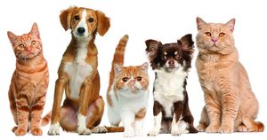 Лечение  собак и кошек