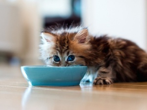 Что кушает котенок