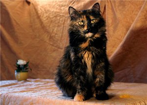 Черепаховая кошка-описание окраса