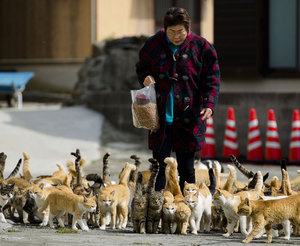 Культ кошек в Японии