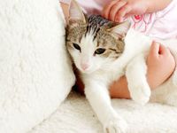 Глисты у кошки: симптомы и выведение
