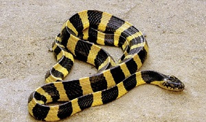Факты про змей - как отличить ядовитых