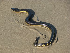 Клюворылая морская змея - красивая и опасная