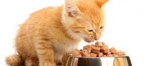 Преимущества и недостатки влажного корма для котят