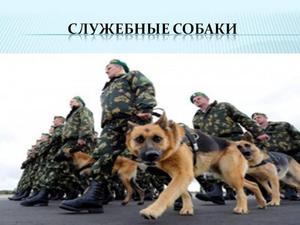Служба собак в войсках