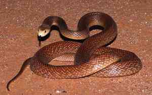 Змея тайпан - фото самой ядовитой змеи в мире