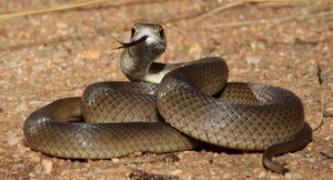 Восточная коричневая змея - фото 