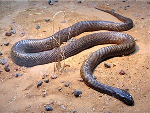 Змеи Тайпаны - как они выглядят