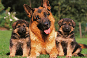 Немецкие овчарки - взрослый пес и щенки