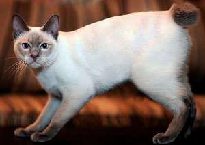 Белый кот меконгского бобтейла