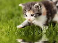 Причины, по которым кошка боится воды
