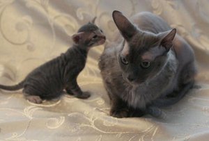 Петербургский сфинкс и маленький котенок