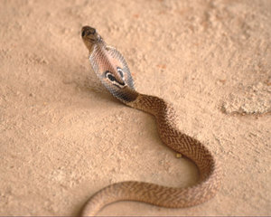 Змея очковая кобра