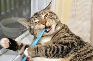 Чистка зубов кошки