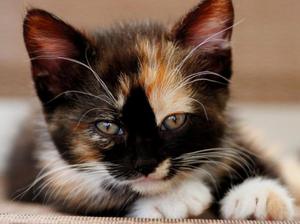 Трехцветные кошки - какие они бывают