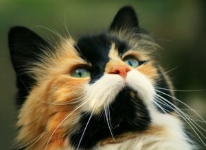 Кошки и коты трехцветные - почему коты редкость?