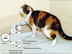 38 хромосом у кошек