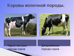 Содержание и откорм молочных пород коров