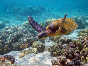 Черепаха в тихом океане 